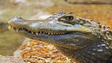 Crocodile Kills Boy: मगरीने 8 वर्षांच्या मुलाला त्याच्या पालकासमोरच खाल्ले, Costa Rica येथील घटना